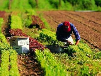 Come ottenere un prestito agricolo