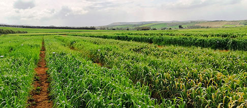 Strumenti di finanziamento agricolo e prestiti agevolati agricoltura